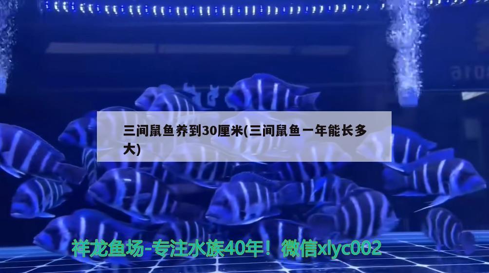 三間鼠魚(yú)養(yǎng)到30厘米(三間鼠魚(yú)一年能長(zhǎng)多大) 三間鼠魚(yú)