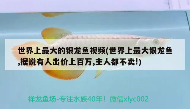 世界上最大的銀龍魚(yú)視頻(世界上最大銀龍魚(yú),據(jù)說(shuō)有人出價(jià)上百萬(wàn),主人都不賣!) 銀龍魚(yú)百科