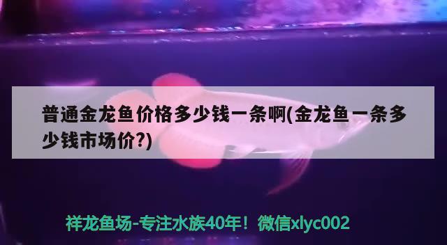 普通金龍魚價格多少錢一條啊(金龍魚一條多少錢市場價?) 定時器/自控系統(tǒng)