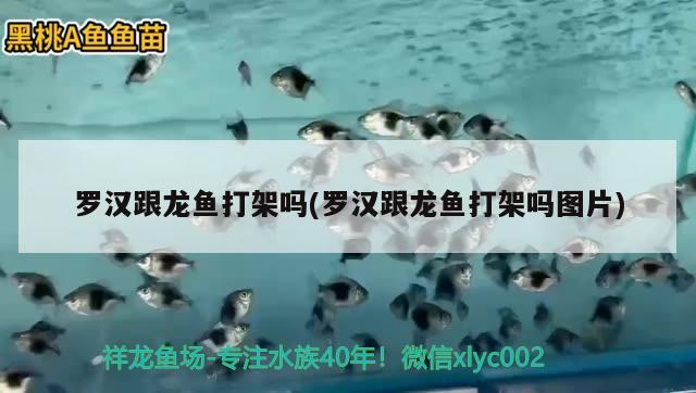 羅漢跟龍魚打架嗎(羅漢跟龍魚打架嗎圖片) 魚缸定做