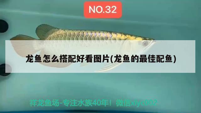 龍魚(yú)怎么搭配好看圖片(龍魚(yú)的最佳配魚(yú))