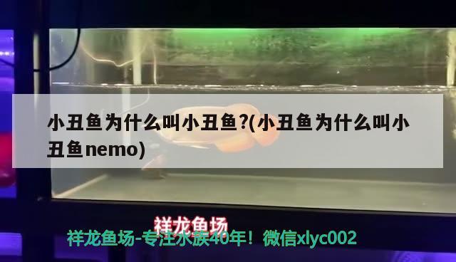 小丑魚為什么叫小丑魚?(小丑魚為什么叫小丑魚nemo)