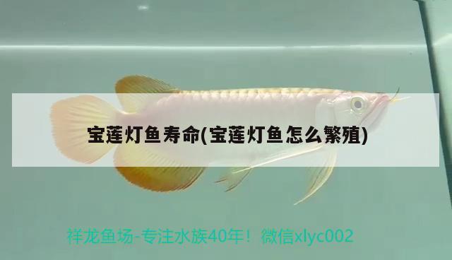 寶蓮燈魚壽命(寶蓮燈魚怎么繁殖)