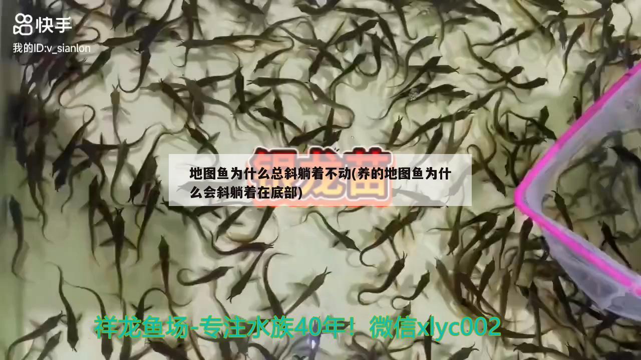 地圖魚(yú)為什么總斜躺著不動(dòng)(養(yǎng)的地圖魚(yú)為什么會(huì)斜躺著在底部)