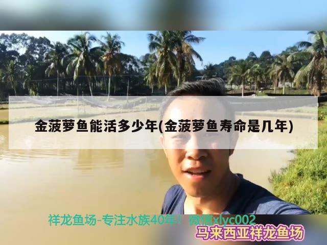 金菠蘿魚能活多少年(金菠蘿魚壽命是幾年) 觀賞魚