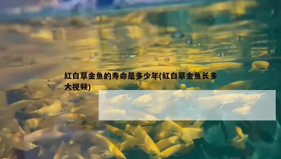 紅白草金魚(yú)的壽命是多少年(紅白草金魚(yú)長(zhǎng)多大視頻)