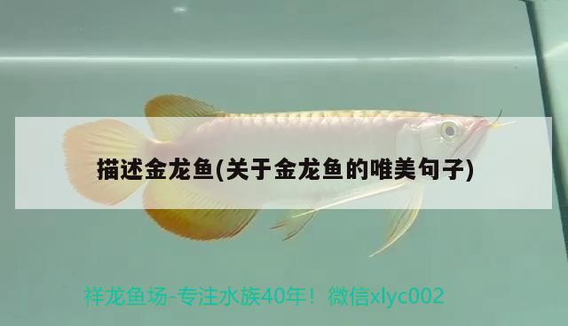 描述金龍魚(關(guān)于金龍魚的唯美句子)