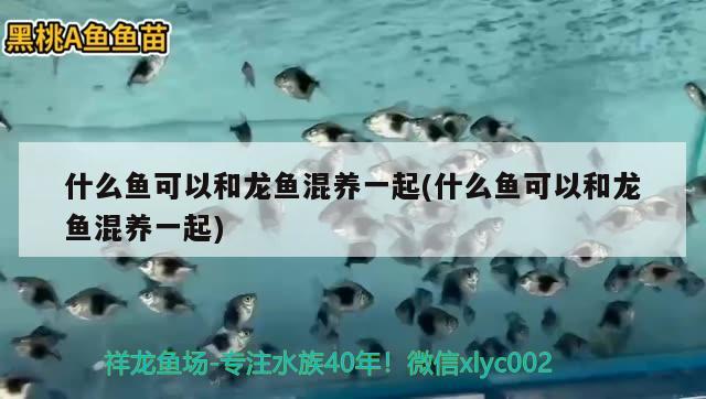 什么魚(yú)可以和龍魚(yú)混養(yǎng)一起(什么魚(yú)可以和龍魚(yú)混養(yǎng)一起) 星點(diǎn)金龍魚(yú)