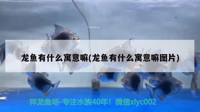 龍魚(yú)有什么寓意嘛(龍魚(yú)有什么寓意嘛圖片) 狗頭魚(yú)