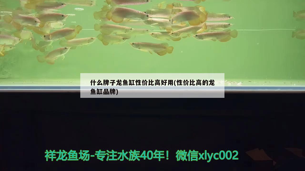 什么牌子龍魚(yú)缸性?xún)r(jià)比高好用(性?xún)r(jià)比高的龍魚(yú)缸品牌) 藍(lán)底過(guò)背金龍魚(yú)