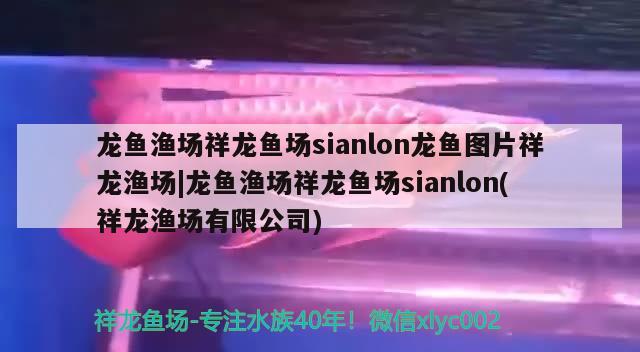 龍魚漁場祥龍魚場sianlon龍魚圖片祥龍漁場|龍魚漁場祥龍魚場sianlon(祥龍漁場有限公司) 祥龍魚場