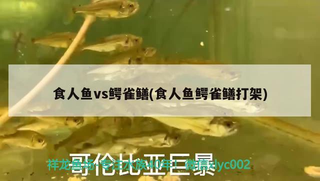 食人魚vs鱷雀鱔(食人魚鱷雀鱔打架)