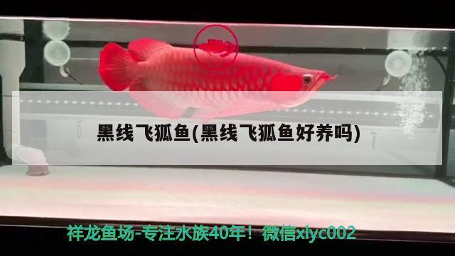 黑線飛狐魚(黑線飛狐魚好養(yǎng)嗎)