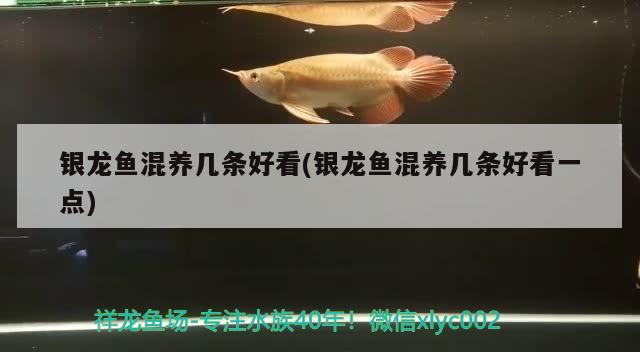 銀龍魚混養(yǎng)幾條好看(銀龍魚混養(yǎng)幾條好看一點(diǎn)) 銀龍魚