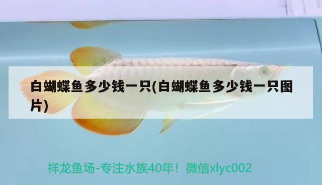 白蝴蝶魚(yú)多少錢(qián)一只(白蝴蝶魚(yú)多少錢(qián)一只圖片)