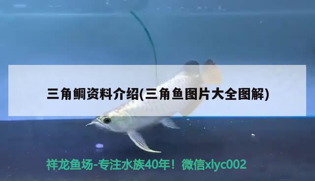 三角鯛資料介紹(三角魚圖片大全圖解) 觀賞魚