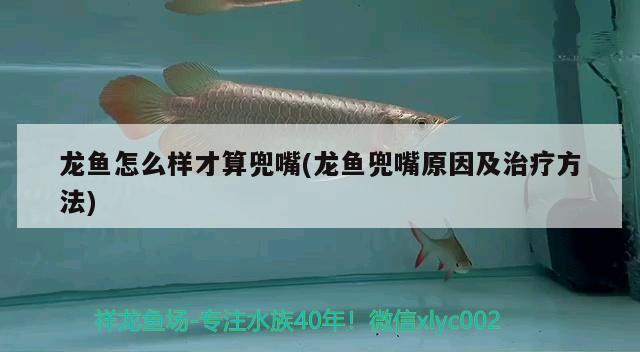 龍魚怎么樣才算兜嘴(龍魚兜嘴原因及治療方法) 魚缸清潔用具