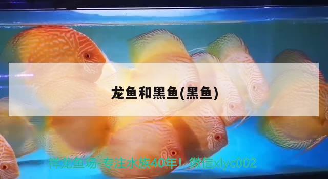 龍魚和黑魚(黑魚)