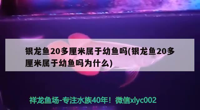 銀龍魚20多厘米屬于幼魚嗎(銀龍魚20多厘米屬于幼魚嗎為什么) 銀龍魚