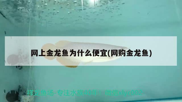 網(wǎng)上金龍魚為什么便宜(網(wǎng)購金龍魚)