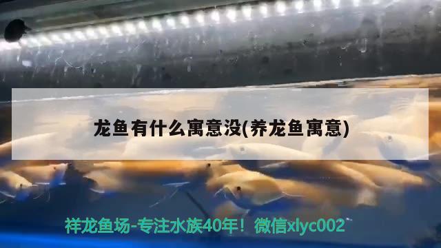 龍魚有什么寓意沒(養(yǎng)龍魚寓意)