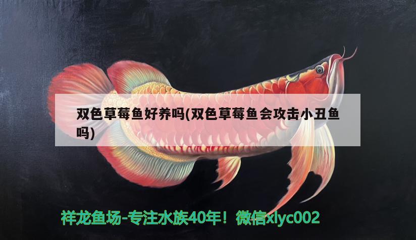 雙色草莓魚好養(yǎng)嗎(雙色草莓魚會攻擊小丑魚嗎)