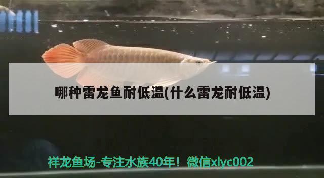 哪種雷龍魚(yú)耐低溫(什么雷龍耐低溫) 帝王血鉆