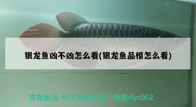 銀龍魚兇不兇怎么看(銀龍魚品相怎么看) 銀龍魚