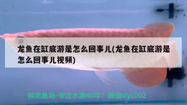 龍魚(yú)在缸底游是怎么回事兒(龍魚(yú)在缸底游是怎么回事兒視頻) 紅魔王銀版魚(yú)