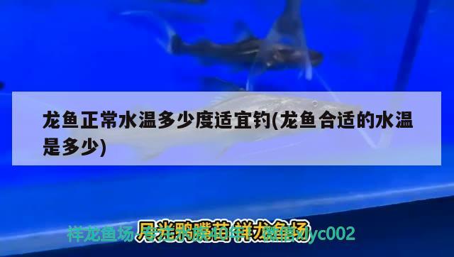 龍魚正常水溫多少度適宜釣(龍魚合適的水溫是多少) 垂釣樂園