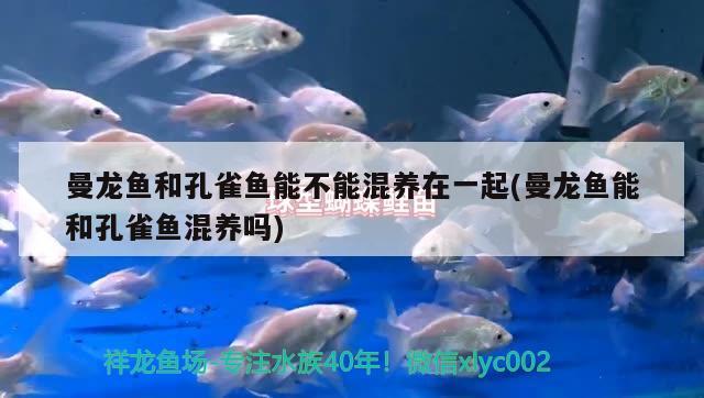 曼龍魚和孔雀魚能不能混養(yǎng)在一起(曼龍魚能和孔雀魚混養(yǎng)嗎) 紅龍福龍魚