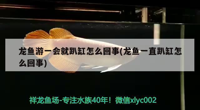 龍魚游一會就趴缸怎么回事(龍魚一直趴缸怎么回事) 白子銀龍魚苗