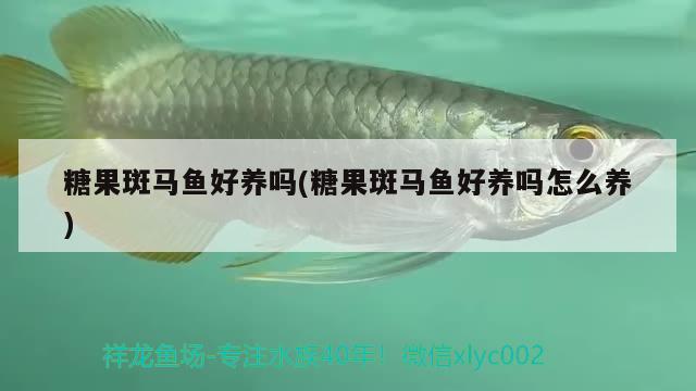 糖果斑馬魚好養(yǎng)嗎(糖果斑馬魚好養(yǎng)嗎怎么養(yǎng)) 觀賞魚