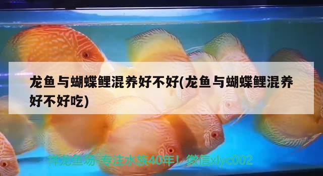 龍魚與蝴蝶鯉混養(yǎng)好不好(龍魚與蝴蝶鯉混養(yǎng)好不好吃)