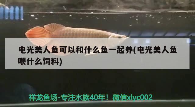 電光美人魚可以和什么魚一起養(yǎng)(電光美人魚喂什么飼料)