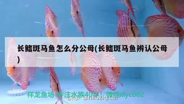 長鰭斑馬魚怎么分公母(長鰭斑馬魚辨認公母) 觀賞魚