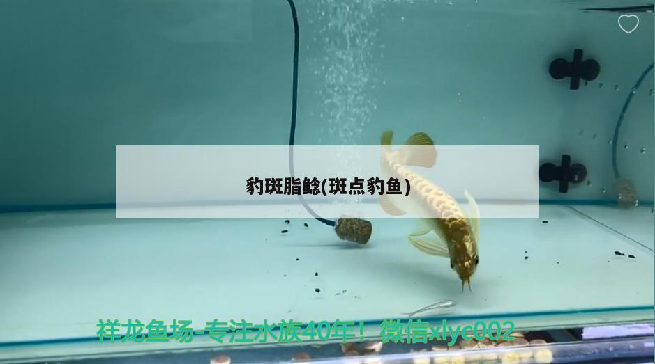 豹斑脂鯰(斑點(diǎn)豹魚)