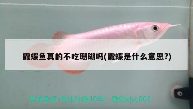 霞蝶魚真的不吃珊瑚嗎(霞蝶是什么意思?) 觀賞魚 第2張