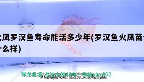 火鳳羅漢魚壽命能活多少年(羅漢魚火鳳苗長(zhǎng)什么樣) 羅漢魚