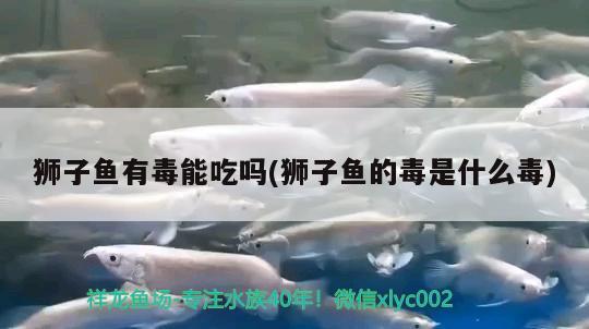 獅子魚有毒能吃嗎(獅子魚的毒是什么毒) 觀賞魚