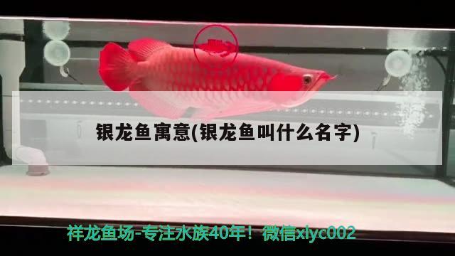 銀龍魚寓意(銀龍魚叫什么名字) 銀龍魚百科