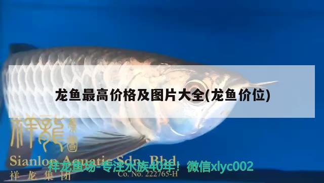 龍魚(yú)最高價(jià)格及圖片大全(龍魚(yú)價(jià)位) 紅頭利魚(yú)