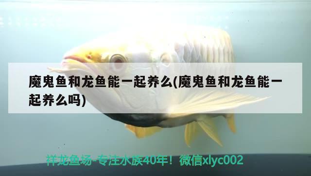 魔鬼魚和龍魚能一起養(yǎng)么(魔鬼魚和龍魚能一起養(yǎng)么嗎)