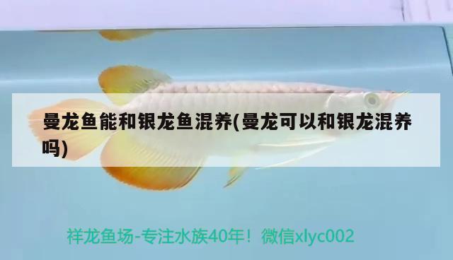 曼龍魚能和銀龍魚混養(yǎng)(曼龍可以和銀龍混養(yǎng)嗎)