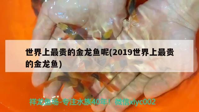 世界上最貴的金龍魚呢(2019世界上最貴的金龍魚)