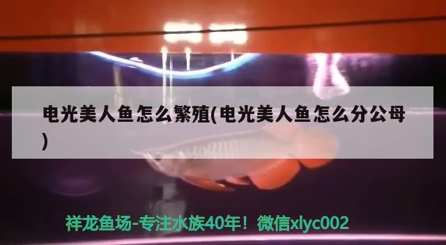 電光美人魚怎么繁殖(電光美人魚怎么分公母)