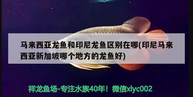 馬來西亞龍魚和印尼龍魚區(qū)別在哪(印尼馬來西亞新加坡哪個地方的龍魚好) 恐龍王魚