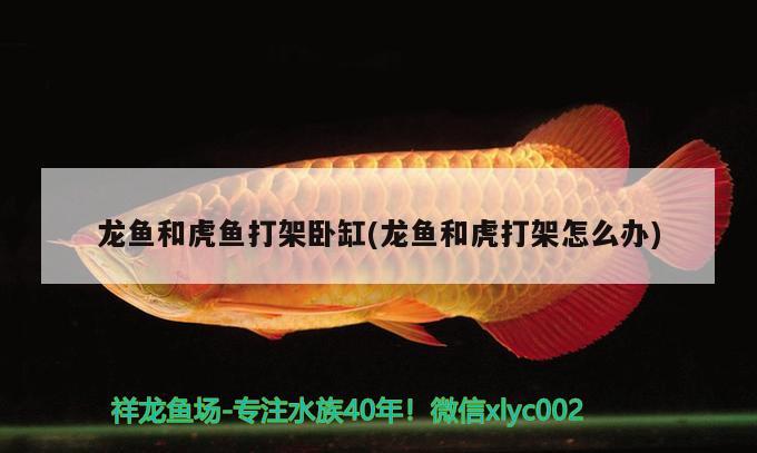 龍魚(yú)和虎魚(yú)打架臥缸(龍魚(yú)和虎打架怎么辦) 虎魚(yú)百科