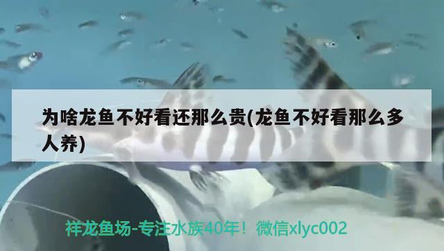 為啥龍魚不好看還那么貴(龍魚不好看那么多人養(yǎng))