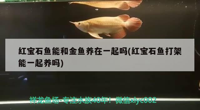 紅寶石魚能和金魚養(yǎng)在一起嗎(紅寶石魚打架能一起養(yǎng)嗎)